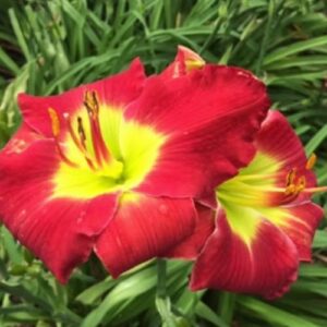 Complementary Colors