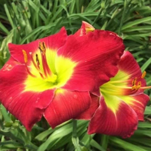 Complementary Colors