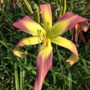 Discarded Beauty
