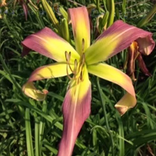Discarded Beauty